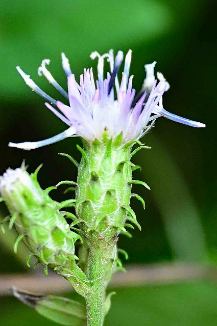 タカオヒゴタイの頭花