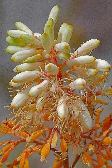 タケニグサの花