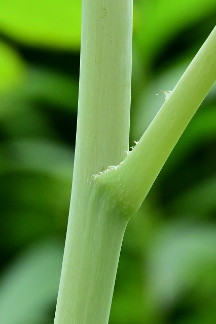 タケニグサの茎