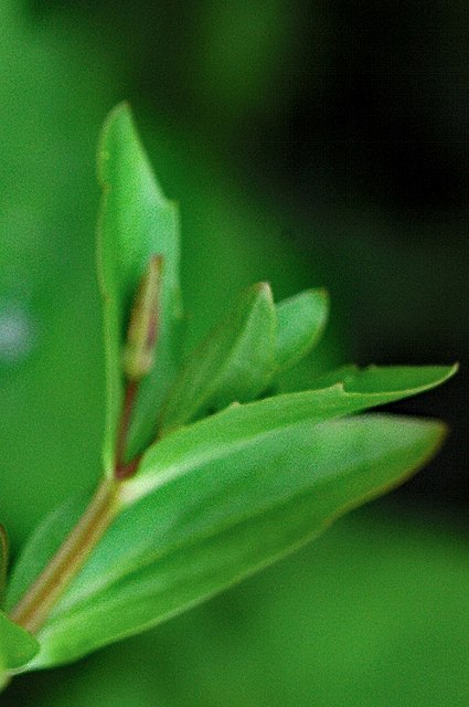 タケトアゼナの葉