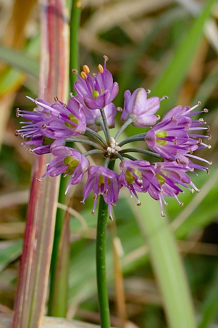 タマムラサキの花序