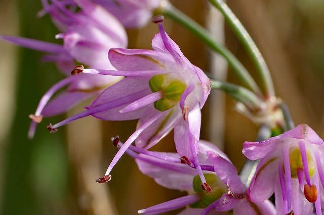 タマムラサキの花-2