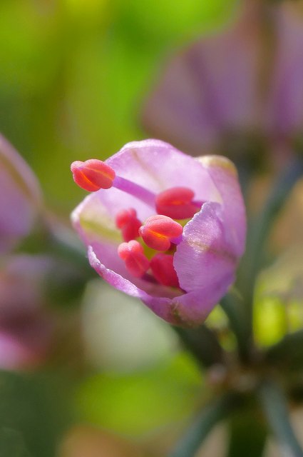 タマムラサキの花