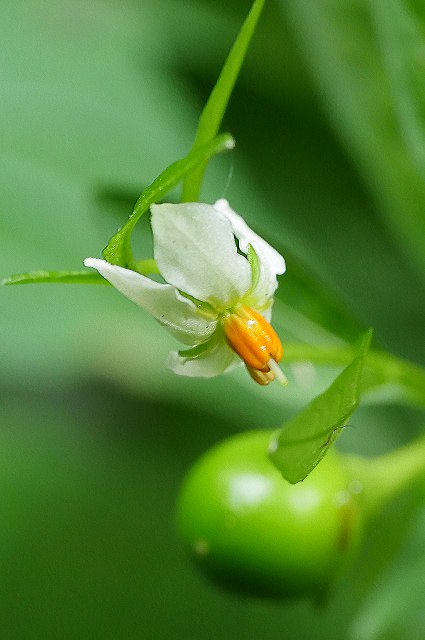 タマサンゴの花