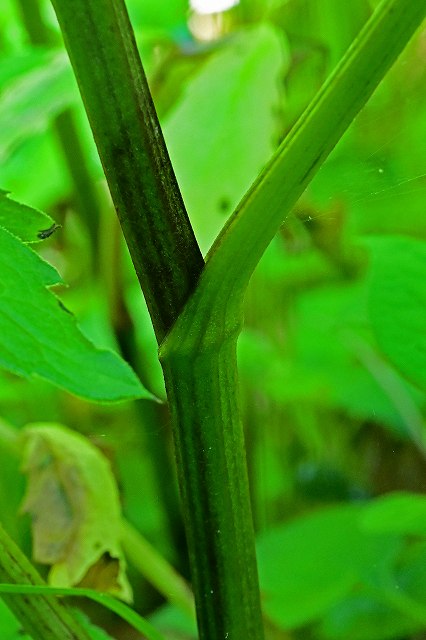 タムラソウの茎