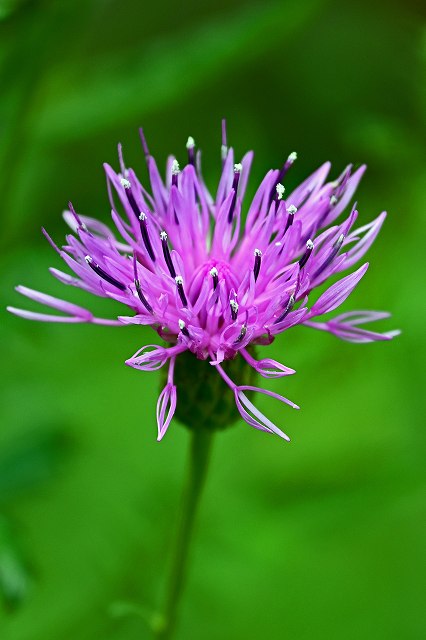 タムタソウの頭花