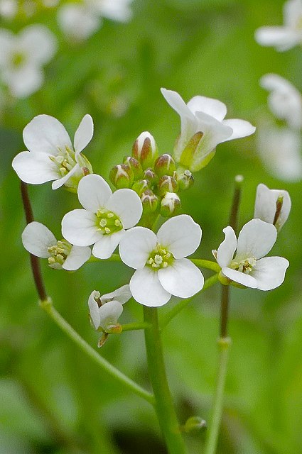 タネツケバナの花