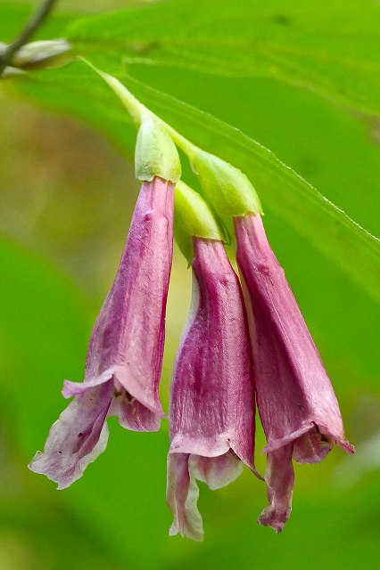 タニジャコウソウの花