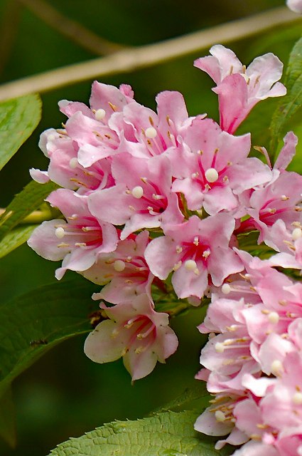 タニウツギの花