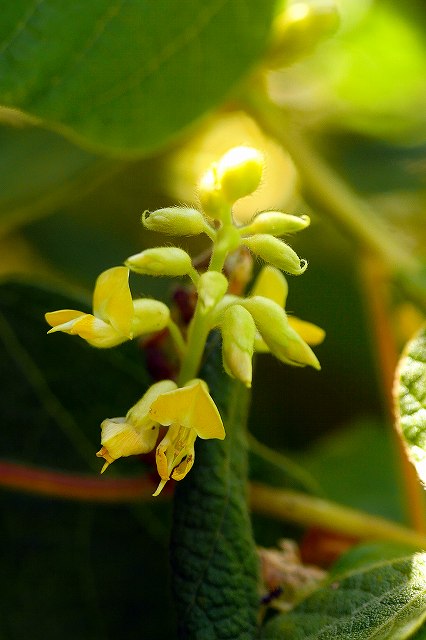 タンキリマメの花