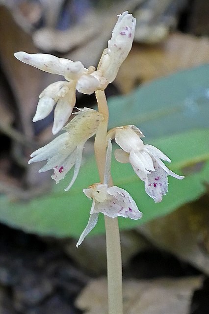 タシロランの花