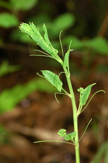 タチシオデの新芽