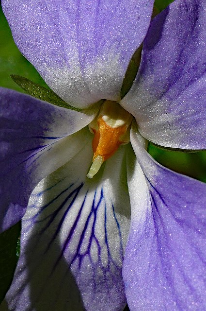 タチツボスミレの花