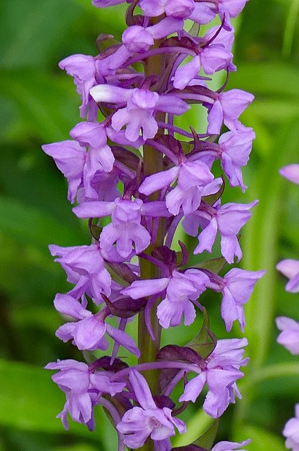 テガタチドリの花