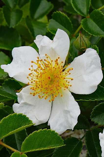 テリハノイバラの花