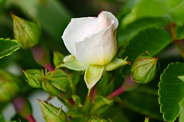 テリハノイバラの花-2