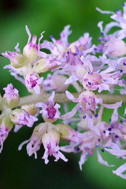 チダケサシの花