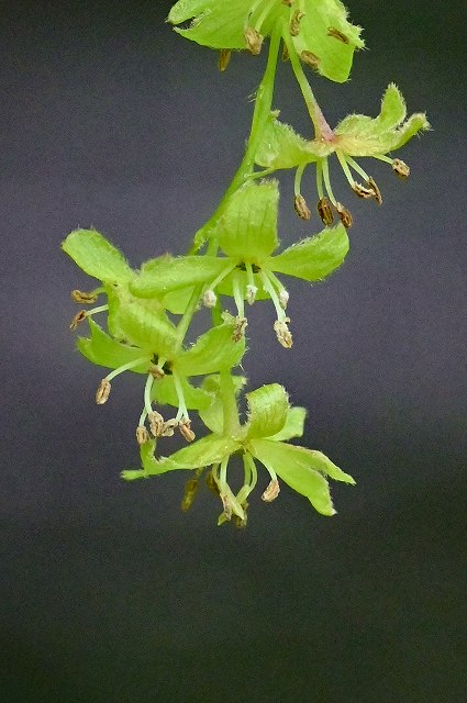 チドリノキの花