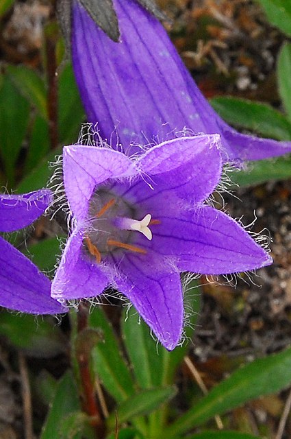 チシマギキョウの花