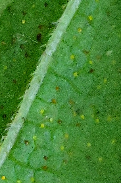 トキリマメの葉の腺点