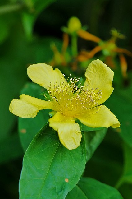 トモエソウの花