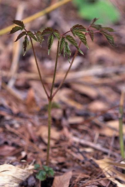 トリアシショウマの新芽