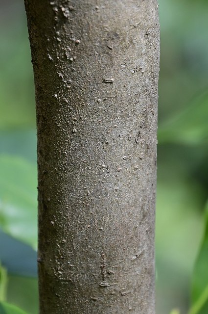 トサミズキの樹皮