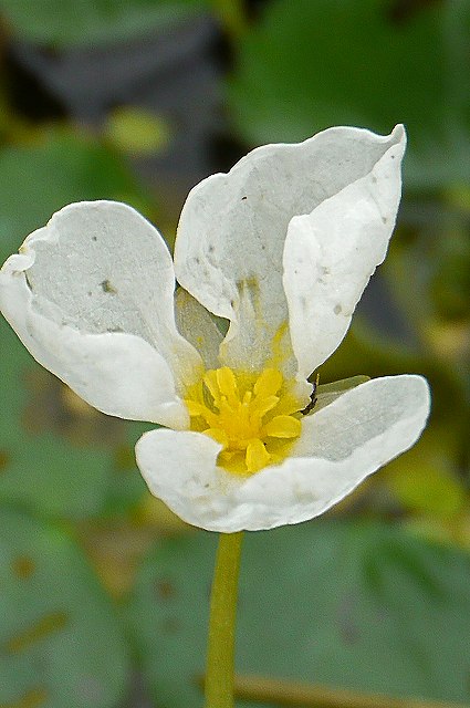 トチカガミの雄花