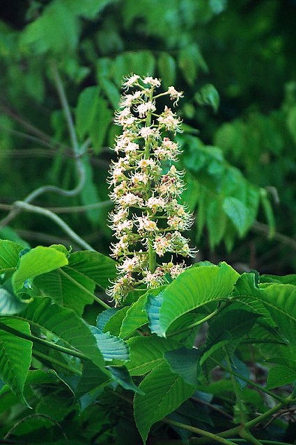 トチノキの花