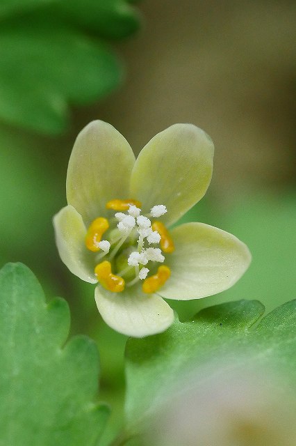 トウゴクサバノオの花