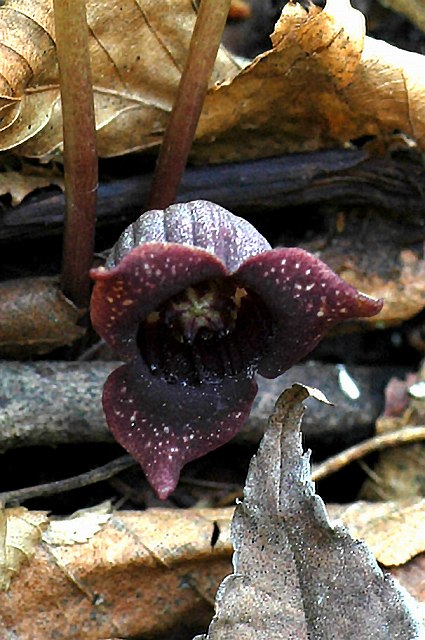 トウゴクサイシンの花