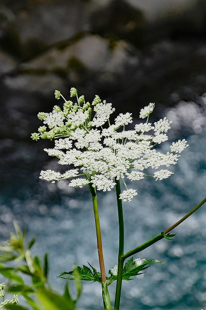 トウキの花序