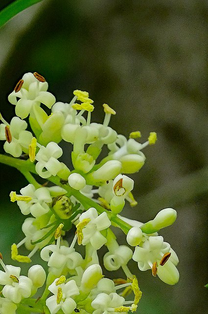 トウネズミモチの花