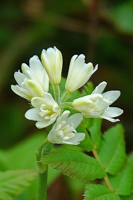 ツバメオモトの花