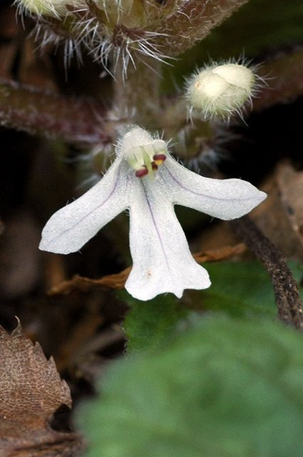 ツクバキンモンソウの花