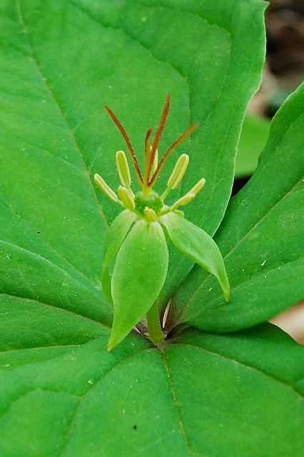 ツクバネソウの花