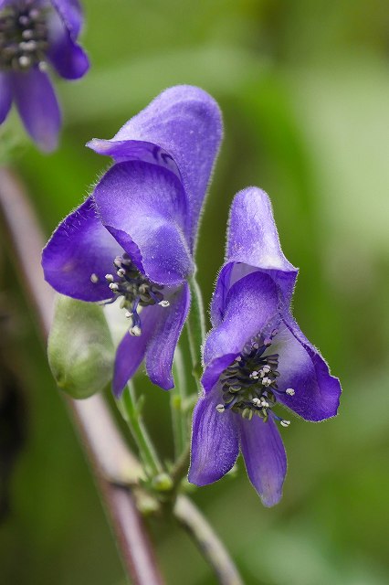 ツクバトリカブトの花