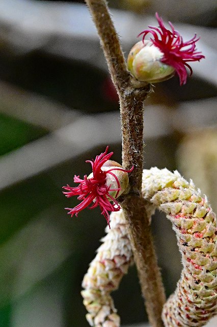 ツノハシバミの雌花