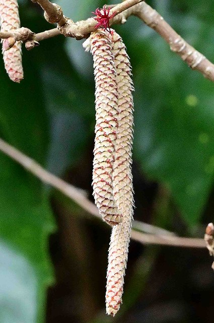 ハシバミの雄花序