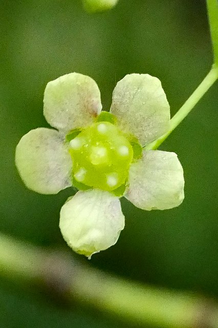 ツリバナの花