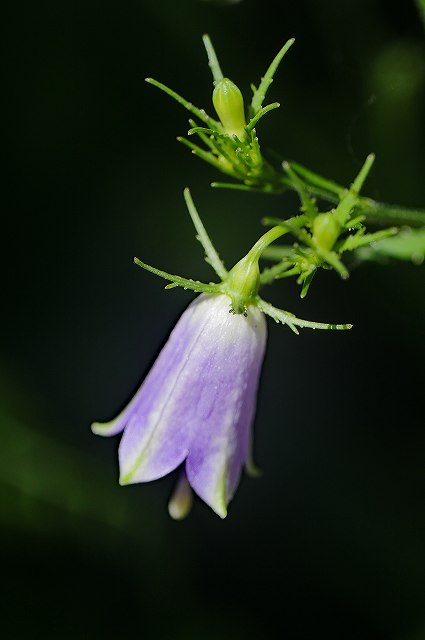 ツリガネニンジンの花