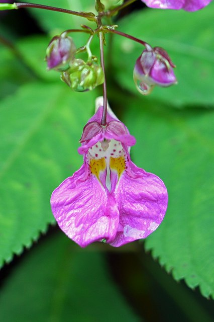 ツリフネソウの花