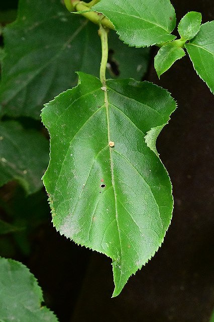 ツルアジサイの葉