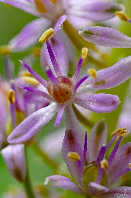 ツルボの花