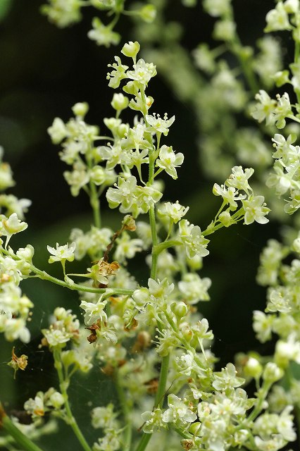 ツルドクダミの花序