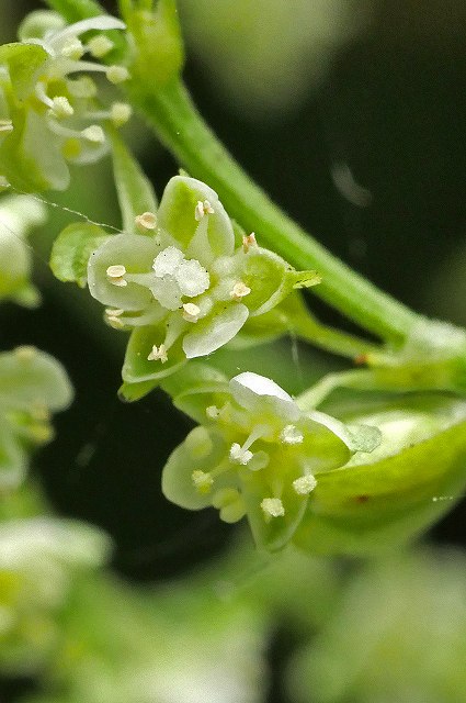 ツルドクダミの花