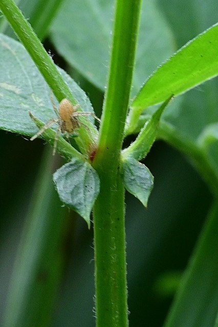 ツルフジバカマの托葉