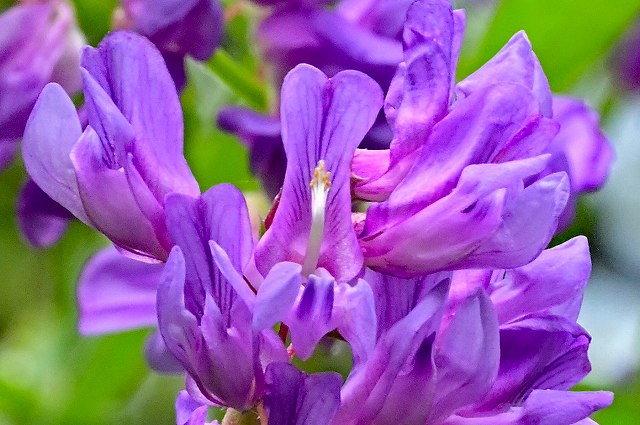 ツルフジバカマの花