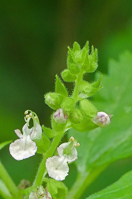 ツルニガクサの花