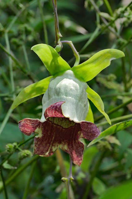 ツルニンジンの花